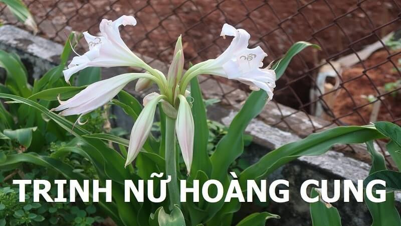 Chống viêm nhiễm cổ tử cung bằng trinh nữ hoàng cung