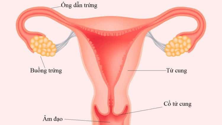 Nguyên nhân gây ra viêm ống dẫn trứng